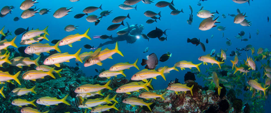 PLANÈTE MER